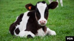 La enfermedad de la “Vaca Loca” ataca el cerebro de los bovinos afectados y es considerada siempre fatal para los animales.