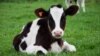 Trung Quốc muốn mua công ty bò sữa của Australia