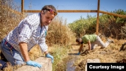 Andrés Charrier, herpetologist from the Chilean Herpetological Association, and Claudio Soto Azat, co-chair of the IUCN SSC Amphibian Specialist Group Chile, search for Loa Water Frogs (Telmatobius dankoi) during a rescue mission near the city of Calama,