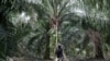 US Bans Palm Oil From Malaysian Company Amid Labor Abuse Allegations