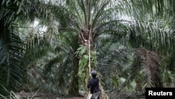 FILE - A worker collects palm oil fruits at a plantation in Klang, Malaysia, June 15, 2020. 