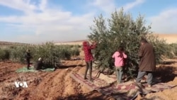 Efrînîyên Derbider Hezkirina Zeytûnên Xwe Anîye Kobanê 