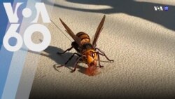 Новости США за минуту – 26 октября 2020