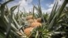 L’ananas, une petite filière togolaise au futur prometteur