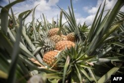 Perkebunan pohon nanas. ndonesia meminta kepada Selandia baru membuka akses pasar bagi produk buahan tropis dari Indonesia. (Foto: AFP)