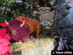 A replica of an American bison, made entirely out of plant materials, dominates the area just below a giant Christmas tree at the US Botanic Garden's holiday display in Washington.