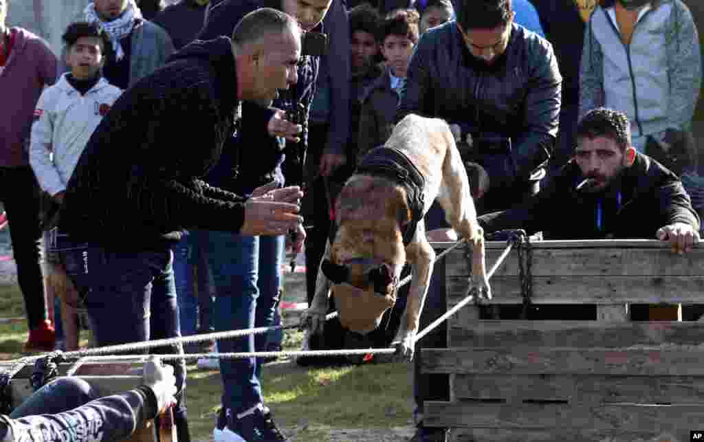 A dog trainer works with his dog to walk on ropes while his eyes are covered, during a dog show at the beach of Gaza City.