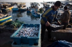 FILE - In this April 3, 2019, file photo, Palestinian fishermen unload their catch after a night fishing trip, in the Gaza Seaport. (AP Photo/Khalil Hamra, File)
