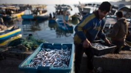 FILE - In this April 3, 2019, file photo, Palestinian fishermen unload their catch after a night fishing trip, in the Gaza Seaport. (AP Photo/Khalil Hamra, File)