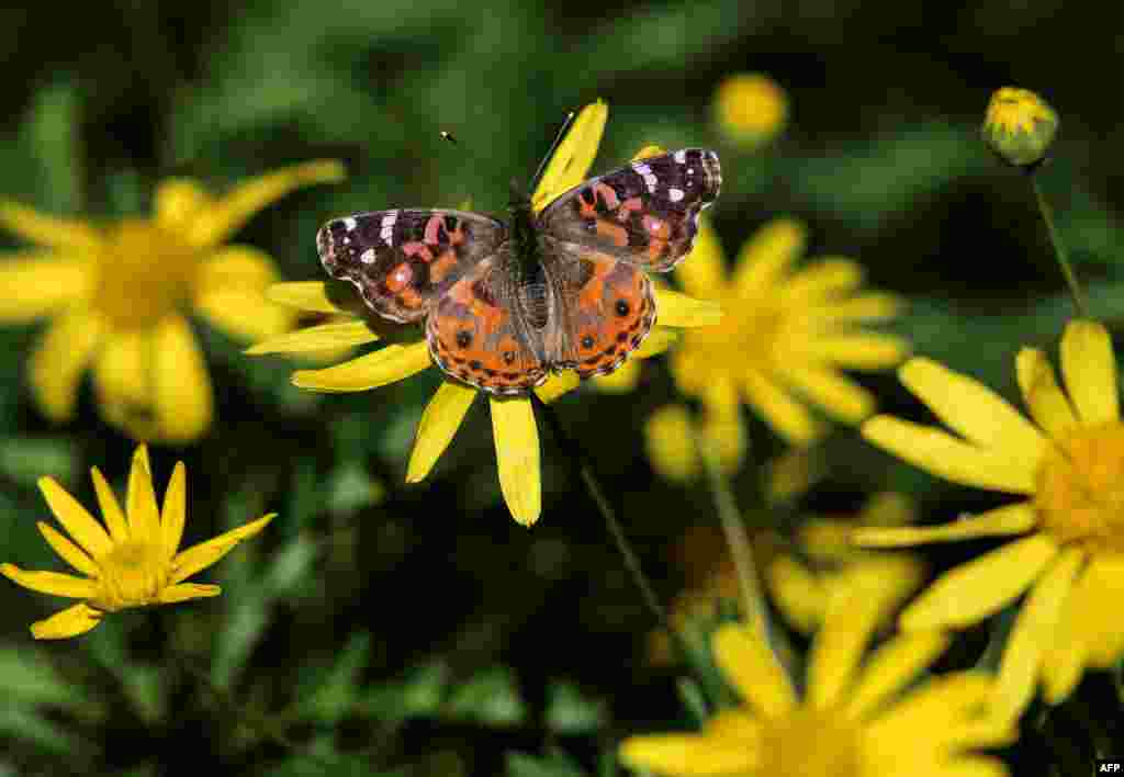 A VanesSa braziliensis butterfly is pictured at the San Martin square in Buenos Aires, Argentina.