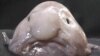 Blobfish Voted World's Ugliest Animal