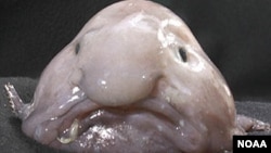 The blobfish has been voted world's ugliest animal.