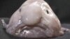 Cá blobfish: Ðộng vật xấu xí nhất trái đất