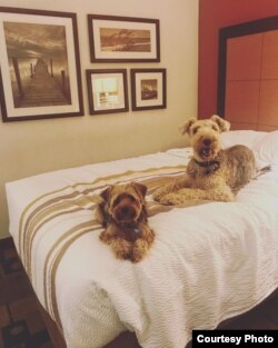 Annie and Josie, Nila Belfiore-Dulay's dogs, seem very comfortable at their temporary lodging in Florida. (N. Belfiore-Dulay)