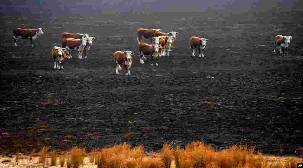 Các con bò đứng tại một bãi cỏ bị cháy rụi sau khi cháy rừng quét qua thị trấn Seaton, Australia. Cháy rừng lan rộng tại miền nam Australia làm một người đàn ông thiệt mạng và một số nhà bị phá hủy. (AP)