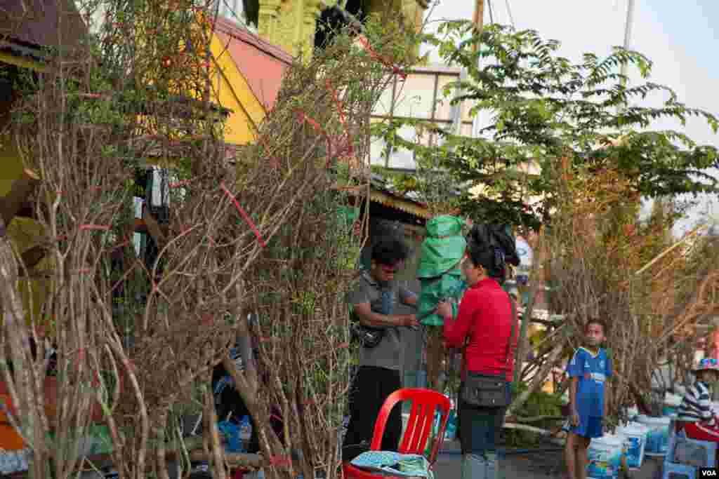 ស្រ្តីម្នាក់រៀបចំដើមផ្កាអង្គារសីល ដាក់លក់នៅតាមដងផ្លូវមួយសម្រាប់ពិធីបុណ្យចូលឆ្នាំចិន វៀតណាមក្នុងរាជធានីភ្នំពេញ ប្រទេសកម្ពុជាកាលពីថ្ងៃទី២៩ ខែមករា ឆ្នាំ២០១៩។(ទុំ ម្លិះ/VOA)