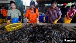 FILE - Myanmar migrant workers sort shrimp at a wholesale market for shrimp and other seafood in Mahachai, in Samut Sakhon province, Thailand, July 4, 2017.