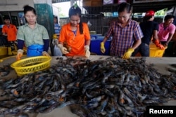 Myanmar migrant workers sort shrimp at a wholesale market for shrimp and other seafood in Mahachai, in Samut Sakhon province, Thailand, July 4, 2017.