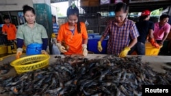 FILE - Myanmar migrant workers sort shrimp, July 4, 2017.