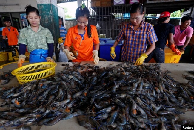 Myanmar migrant workers sort shrimp at a wholesale market for shrimp and other seafood in Mahachai, in Samut Sakhon province, Thailand, July 4, 2017.