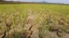 North Korea Drought 'Worst in a Century'