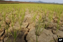 FILE - Rice plants grow from the cracked and dry earth in Ryongchon-ri, North Korea, in the country's Hwangju County, June 22, 2012.