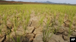 Padi terlihat tumbuh dari tanah yang retak-retak dan kering di Ryongchon-ri, Hwangju County, Korea Utara (22/6).