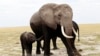 Un célèbre défenseur des éléphants tué en Tanzanie