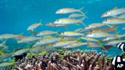 Goatfish (Mulloidicthys sp.) and striped damselfish (Dascyllus aruanus) swim at reef in Mariana Islands, Guam