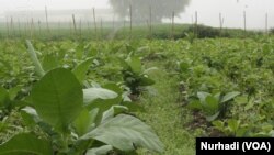 Kebun tembakau di lereng Gunung Sumbing, Temanggung Jawa Tengah (Foto: VOA/Nurhadi).