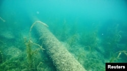 Kerang quagga tampak menyelimuti jaringan pipa di Danau Leman yang terletak di dekat Jenewa, Swiss, pada 20 Spetember 2024. (Foto: Reuters/Denis Balibouse)