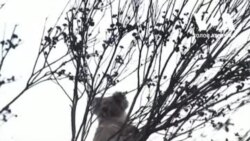 Як в Австралії відновлюють популяції коал. Відео