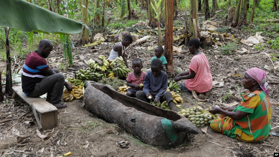 Girino Ndyanabo's family peels bananas used to make the alcoholic drink tonto and throws them into a wooden vat carved like a boat in Mbarara, Uganda, on Dec. 11, 2023. Production of the legendary drink is threatened for a variety of reasons.