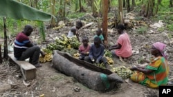 Girino Ndyanabo's family peels bananas used to make the alcoholic drink tonto and throws them into a wooden vat carved like a boat in Mbarara, Uganda, on Dec. 11, 2023. Production of the legendary drink is threatened for a variety of reasons.