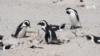 South Africa scientists sound alarm on nearly 'extinct' penguin species
