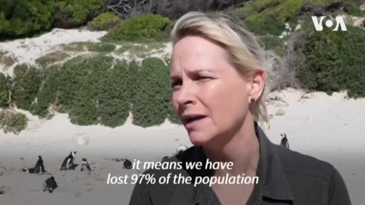 Urgent Conservation Needed: African Penguin Decline Hits 97% Due to Food Scarcity