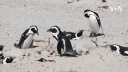 South Africa scientists sound alarm on nearly 'extinct' penguin species
