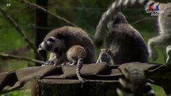 Լեհաստանի կենդանաբանական այգիներում կորոնավիրուսային արգելափակումների ֆոնին գարնանային «baby boom» է