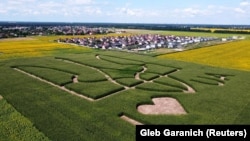 An aerial view shows corn stalks planted by Ukrainian farmers in the shape of the national coat of arms, trident, ahead of the country's 30th anniversary of independence, in a field near Boryspil International Airport outside Kyiv, July 22, 2021. (Gleb Garanich/Reuters)