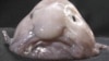 Cá blobfish: Ðộng vật xấu xí nhất trái đất