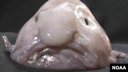 Cá blobfish sống ở độ sâu từ 600 đến 1.200 mét và có thể phát triển với chiều dài là 12 inch, tức là khoảng 25 centimet.