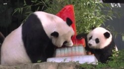 美国家动物园为熊猫宝宝小奇迹举办一岁生日派对