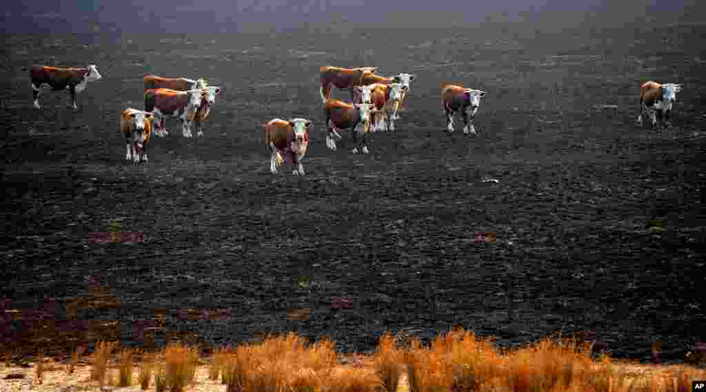 Cows stand in a burned-out paddock after wildfires swept through the township of Seaton, Australia. Wildfires raging across southern Australia have killed one man and destroyed several homes. 