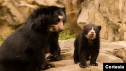 Seekor beruang dan anaknya di kebun binatang Washington DC (foto: ilustrasi). 