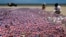 FILE - Royal British Legion volunteers plant some of the 22,000 Union Jack flags, each adorned with a picture of a poppy and, some with hand-written notes of gratitude to Allied soldiers, on the beach in Asnelles, Normandy, France, June 6, 2014.