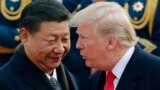 도널드 트럼프 미국 대통령(오른쪽)과 시진핑 중국 국가주석이 지난해 11월 베이징 인민대회당 환영식에서 얼굴을 맞대고 대화를 나누고 있다. 