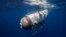 FILE - This undated image courtesy of OceanGate Expeditions shows their Titan submersible beginning a descent. The submersible imploded last year while on its way to the Titanic wreckage. (Handout Photo/OceanGate Expeditions/AFP) 