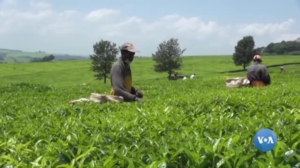 Ibikorwa vyo kwimbura icayi mu kiyaya ca Rift Valley muri Kenya vyahora bikorwa n'abantu bigiye gukorwa n'amamachine