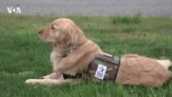Лучший друг на всю жизнь: как воспитывают служебных собак для ветеранов в США