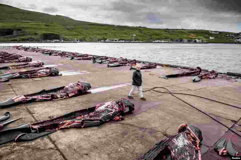 Carcasses of hunted Pilot whales lay on the quay in Jatnavegur, Faroe Islands, Aug. 22, 2018.
